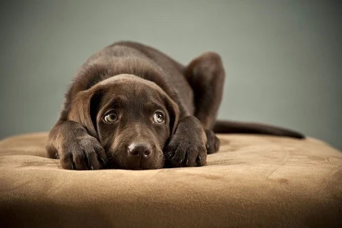 3 steps to train a fearful dog to be more confident
