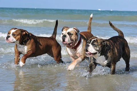 5 new dog breeds potentially soon to be recognized by the FCI