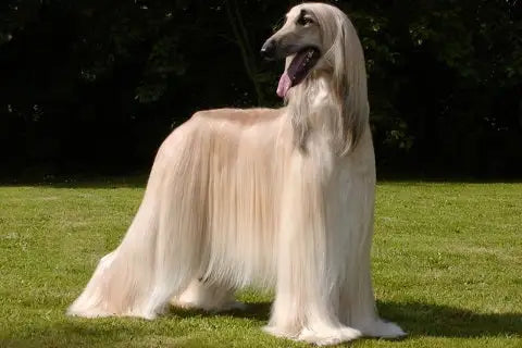 Long coat dog online