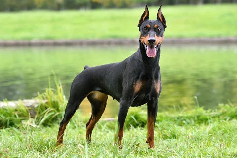 Top 7 most reliable guard dog breeds