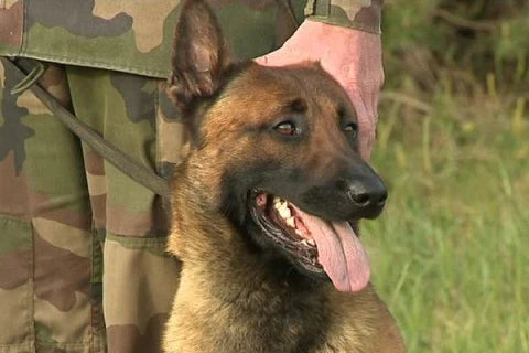 7 of the world's most effective military dog breeds