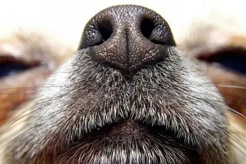 A Dog's Sense of Smell Anatomy, the Purpose of the Sense of Smell