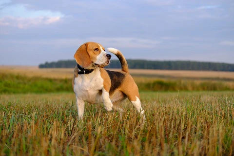 All you need to know about hunting dogs origins, breeds, types of hunting, training and health