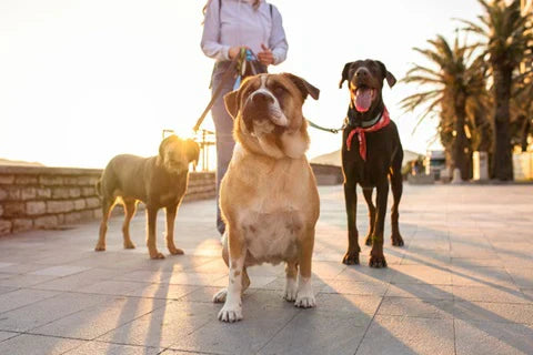 Becoming a dog walker: a rewarding and lucrative job