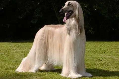 The dog's coat and the 9 hair types