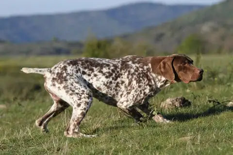 Everything You Need to Know About Pointing Dogs for Hunting