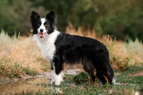 Everything You Need to Know about the Border Collie