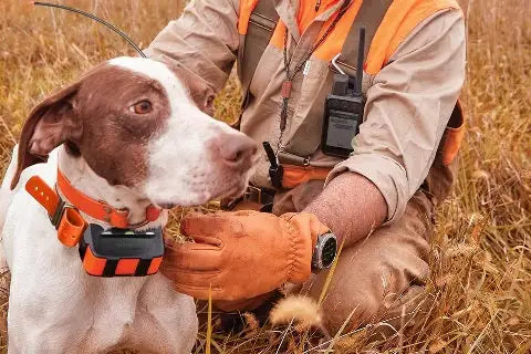 Garmin GPS collars: Reviews of Recent and Older Models