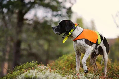 The 3 best VHF GPS collars for hunting dogs