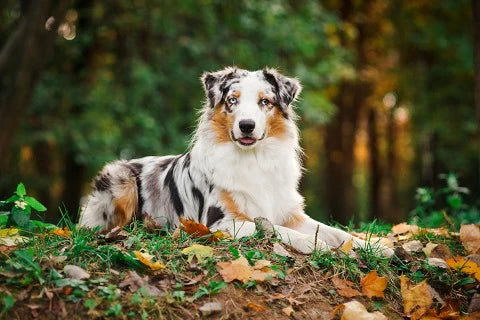 Top 12 Herding Dog Breeds for Livestock and Companionship