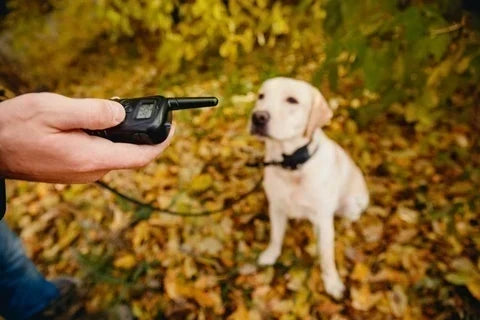 Top 5 Best Dog Training Collars - training